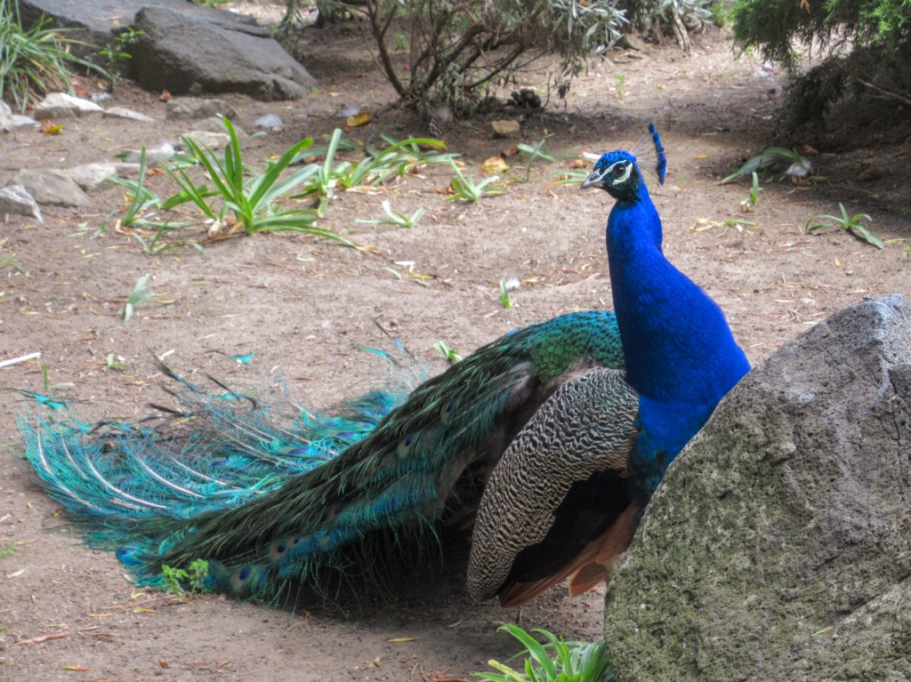 A peacock in Lisbon, Portugal.