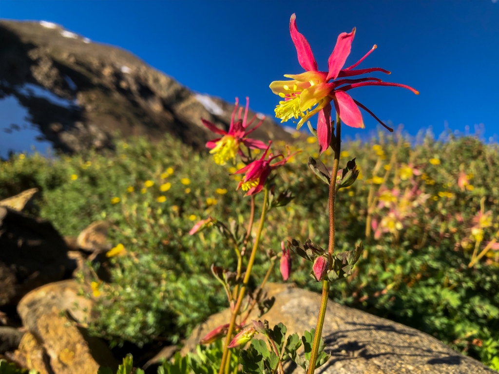 Red and yellow flowers blooming in the Sierra Nevada.