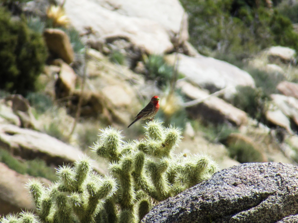 A red Vermilion Flycatcher perched on a cactus in Anza Borrego.