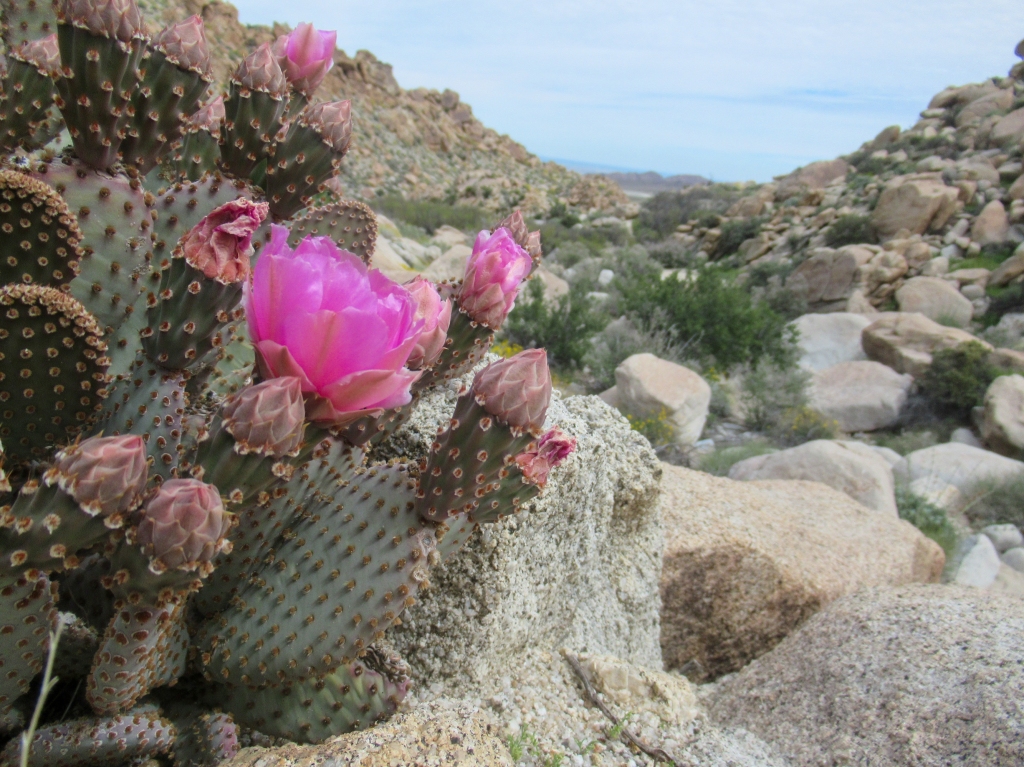 Beavertail cactus primed for a healthy bloom.