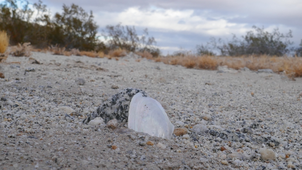 A shell found in the desert near the Fish Creek Mountains.