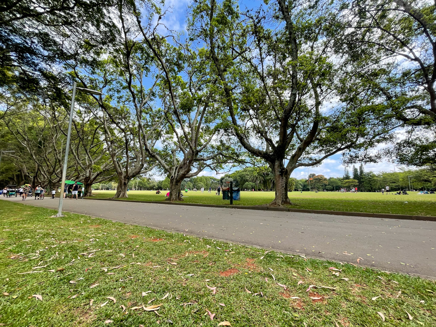 Trees at Ibirapuera Park in Sao Paolo.